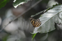 Tithorea harmonia megara