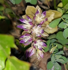 Phedimus stellatus