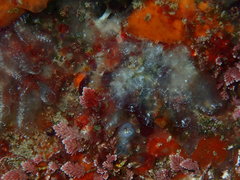 Clavelina oblonga