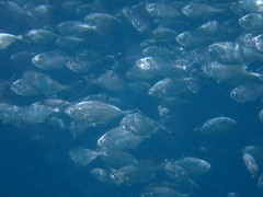 Trachinotus ovatus