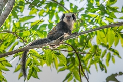 Callithrix geoffroyi