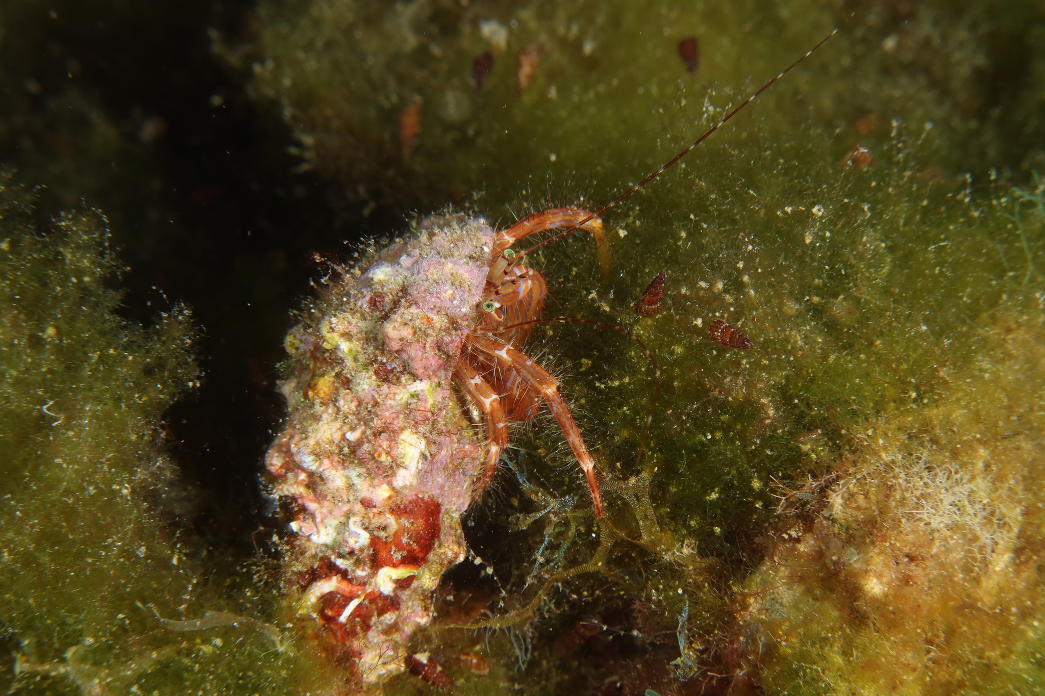 Cangrejo ermitaño