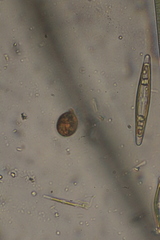 Trachelomonas similis