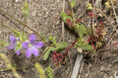 Campanula rhodensis