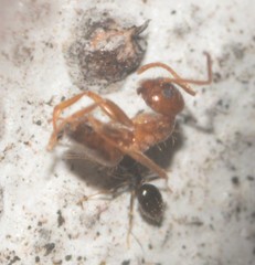 Formicidae