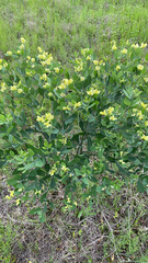 Baptisia nuttalliana