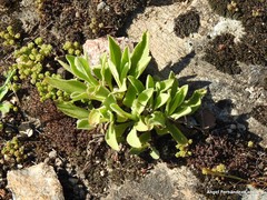 Sedum cespitosum