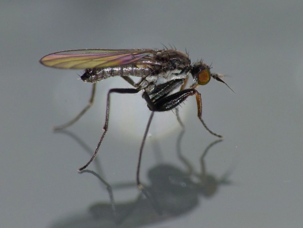 Chelipoda inconspicua