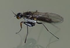 Hemerodromiinae