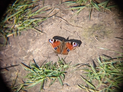 Aglais io