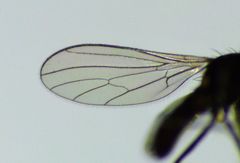 Hemerodromiinae