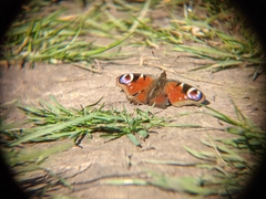 Aglais io