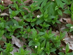 Pseudostellaria europaea