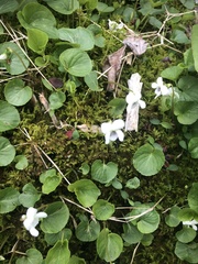 Viola minuscula