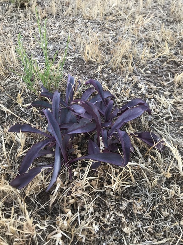 Tradescantia pallida