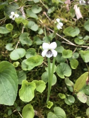 Viola minuscula
