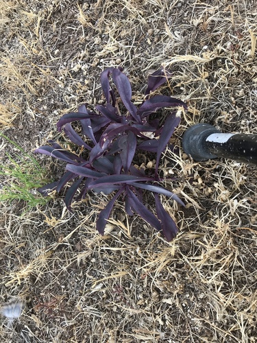 Tradescantia pallida