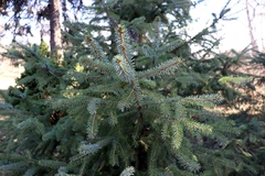 Picea × lutzii
