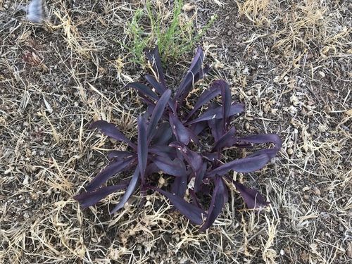 Tradescantia pallida