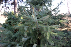 Picea × lutzii