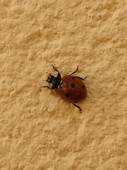 Coccinella septempunctata