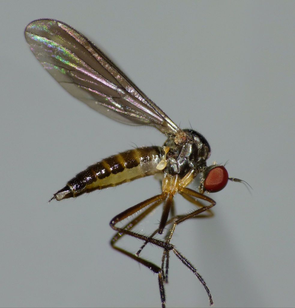 Oropezella bifurcata