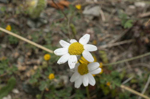 Image of Anthemis macrotis by (c) Eleftherios Katsillis, some rights reserved (CC BY)