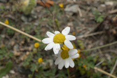 Anthemis macrotis