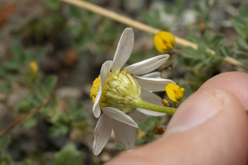 Image of Anthemis macrotis by (c) Eleftherios Katsillis, some rights reserved (CC BY)