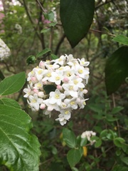 Viburnum carlesii
