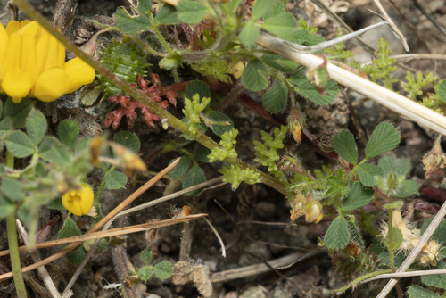 Image of Anthemis macrotis by (c) Eleftherios Katsillis, some rights reserved (CC BY)