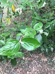 Viburnum carlesii