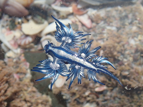 photo of Sea Swallow (Glaucus atlanticus)