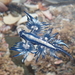 photo of Sea Swallow (Glaucus atlanticus)