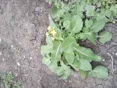 Brassicaceae