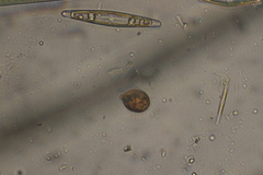 Trachelomonas similis