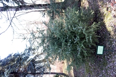 Picea × lutzii