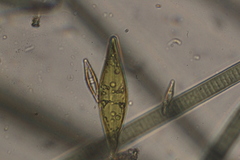 Craticula cuspidata