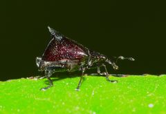 Scolopterus penicillatus