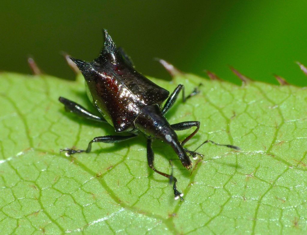 Scolopterus penicillatus