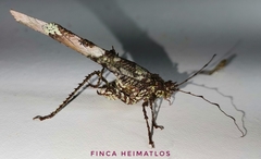 Anaphidna rubricorpus