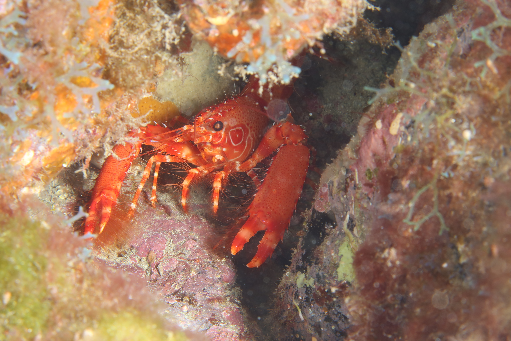 Enoplometopus antillensis