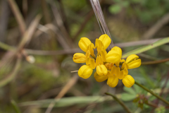 Securigera parviflora