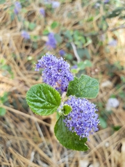Ceanothus tomentosus tomentosus