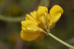 Securigera parviflora