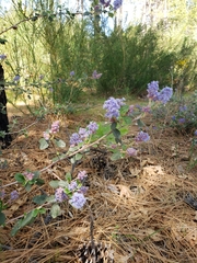 Ceanothus tomentosus tomentosus
