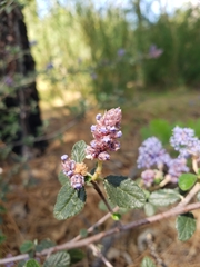 Ceanothus tomentosus tomentosus