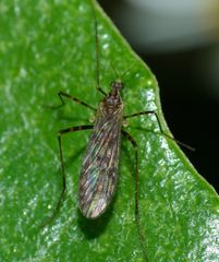Amphineurus bicinctus
