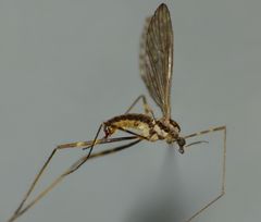Amphineurus bicinctus