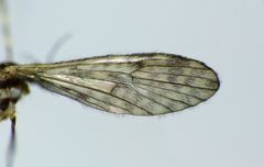 Amphineurus bicinctus